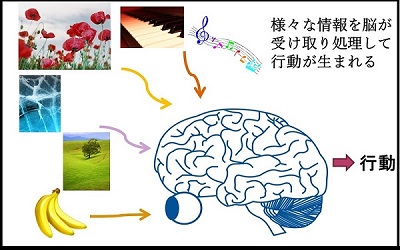 生命科学II（行動神経生物学） 400x250.jpg