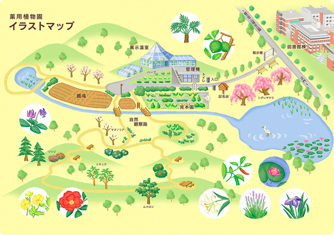 薬用植物園イラストマップ