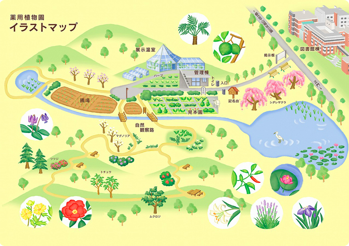 植物園地図 薬用植物園 八王子キャンパス キャンパス 学生生活 東京薬科大学