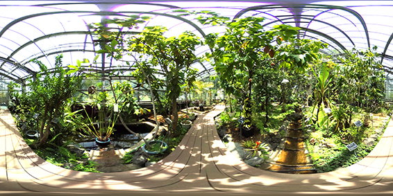 Greenhouse