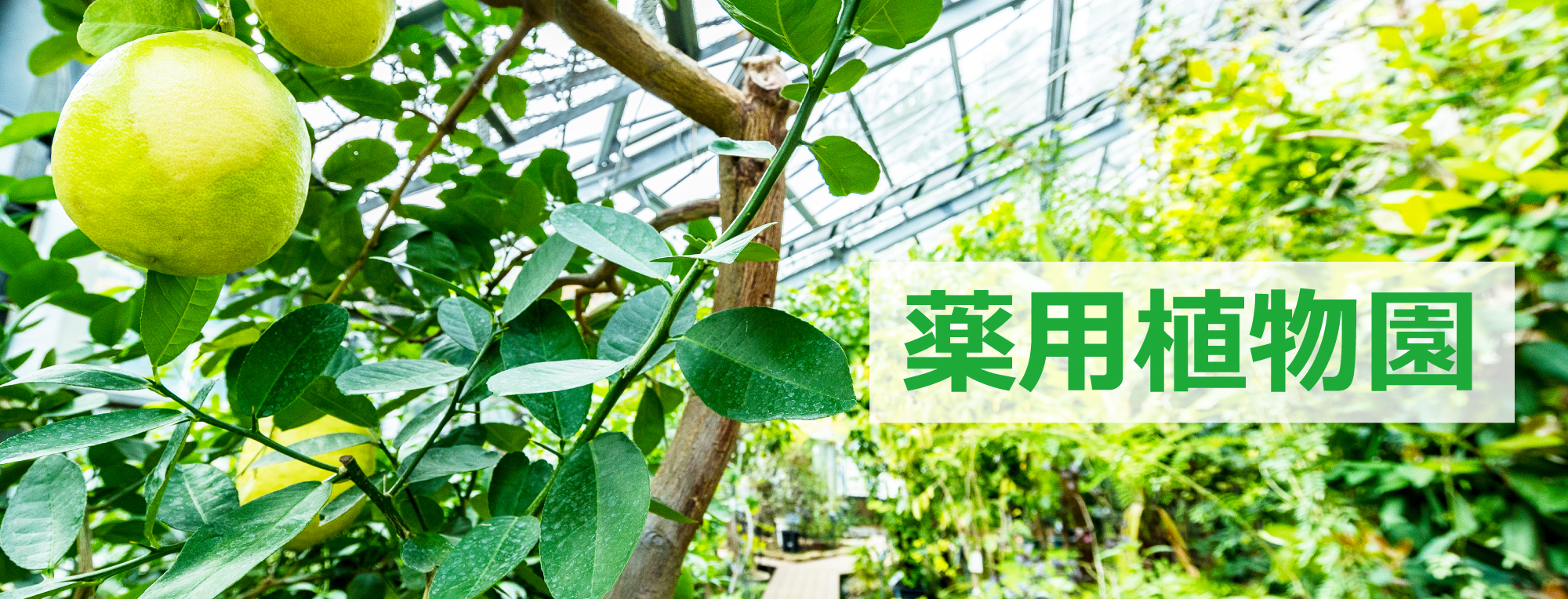 薬用植物園　メインビジュアル2000×764.jpg