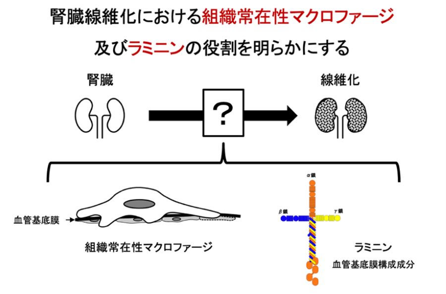 matshunuma900.jpg