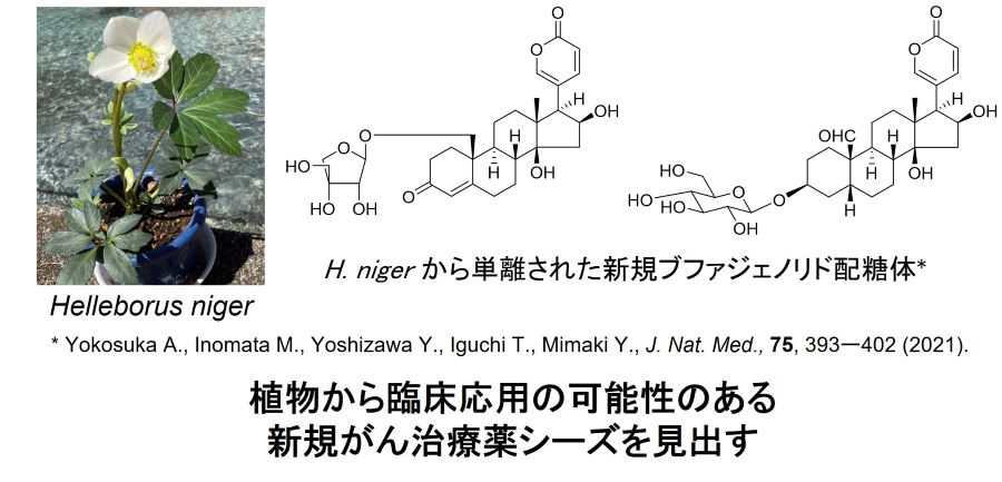 yoshizawa900.jpg