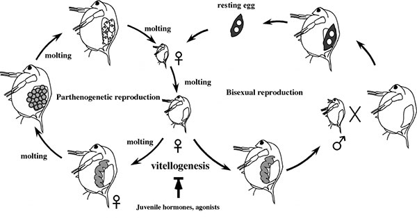 ミジンコの生殖 単為生殖と有性生殖 まめ知識 応用生命科学科 学科紹介 生命科学部 大学院 生命科学研究科 東京薬科大学