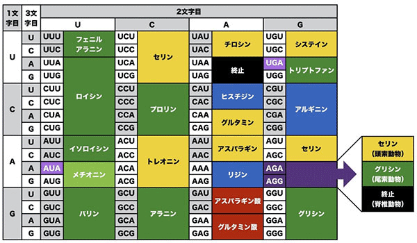 コドン アミノ酸