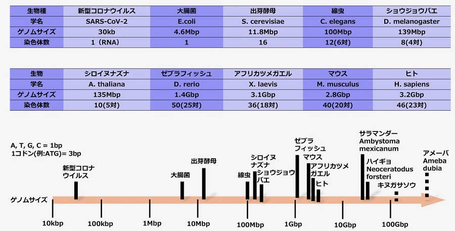 応用豆知識_ヒトのゲノムサイズは意外と小さい.jpg