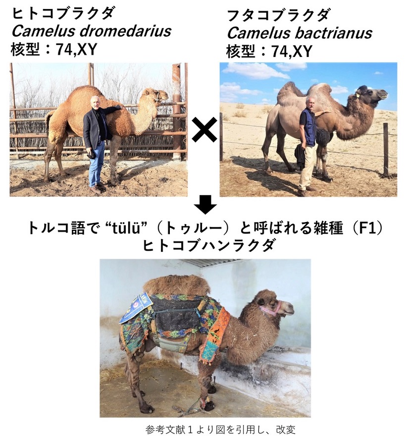 応用豆知識_ヒトコブラクダとフタコブラクダが異種交雑したら子供のコブは何個？.jpg