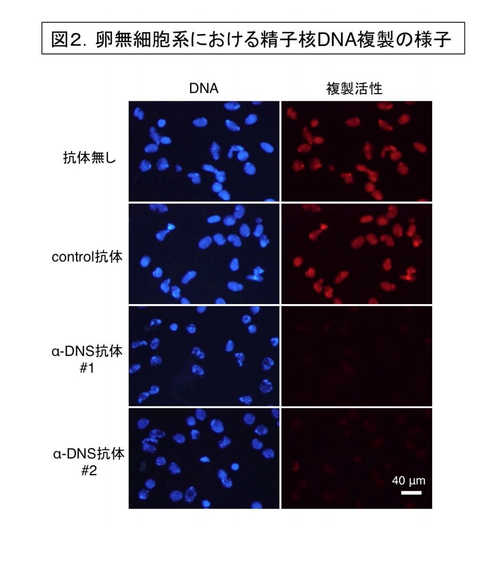 図2.卵無細胞系における精子核DNA複製の様子.jpg