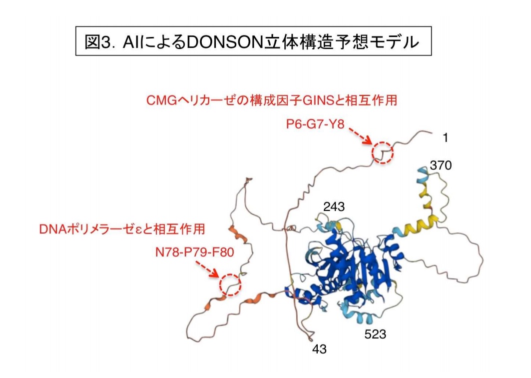 図3.AIによるDONSON立体構造予想モデル.jpg