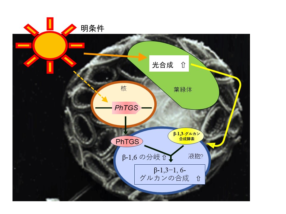 光合成によるユニークな β-グルカン合成に関与する遺伝子を藻類 円石藻から同定！