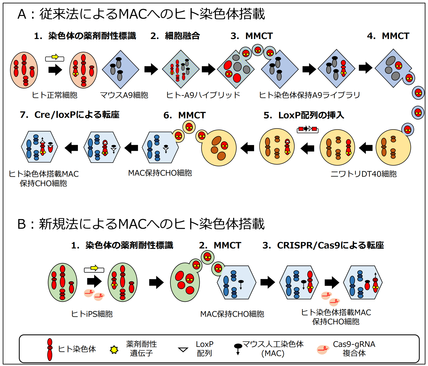 PSA9 初期 融合 Polymerization PSA9 初期 融合 Polymerization PSA9 初期 融合 Polymerization Origin