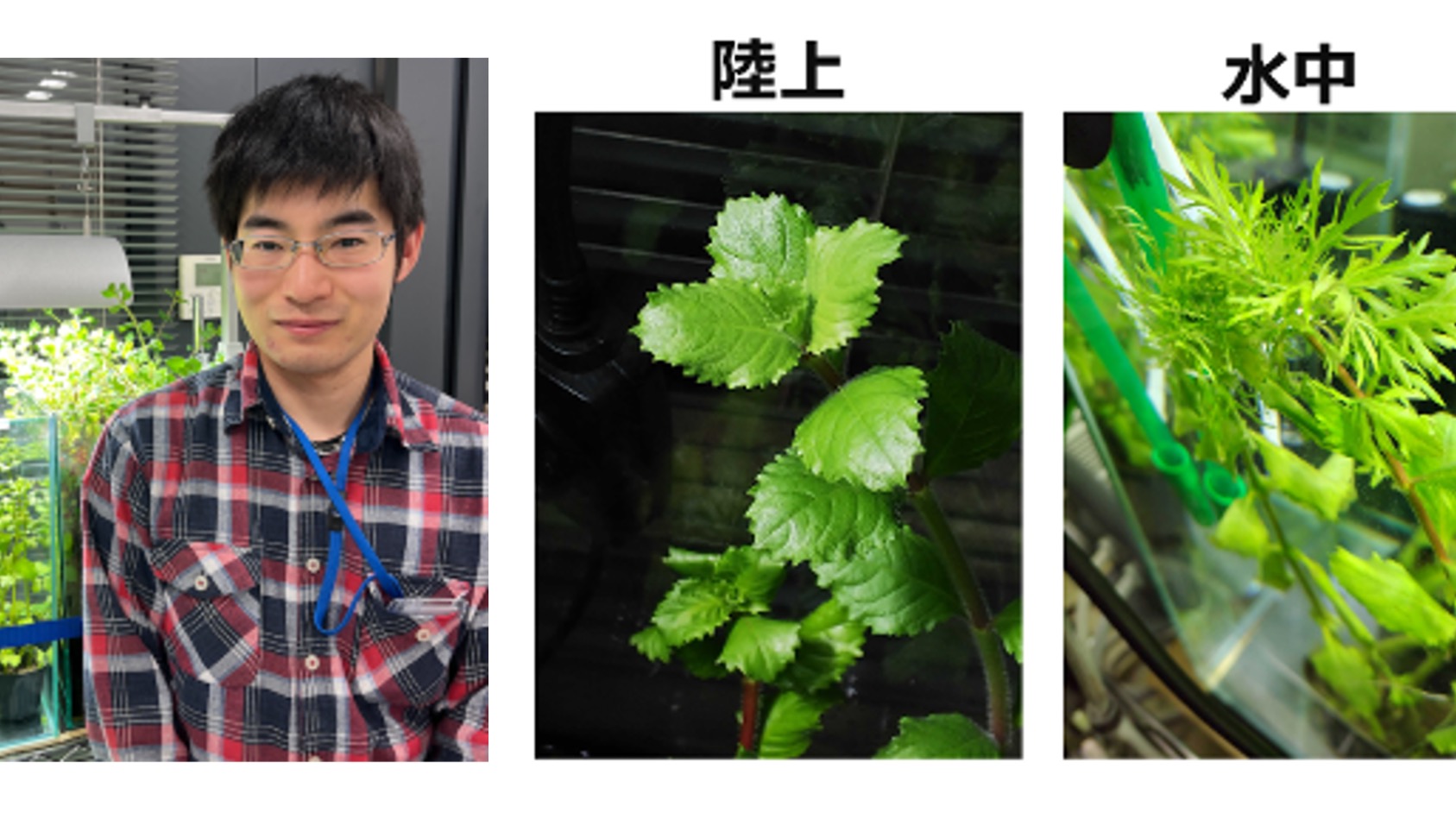 生命科学部(応用生命科学科) 応用生態学研究室 堀口 元気さんが日本植物学会 若手奨励賞を受賞することが決定しました