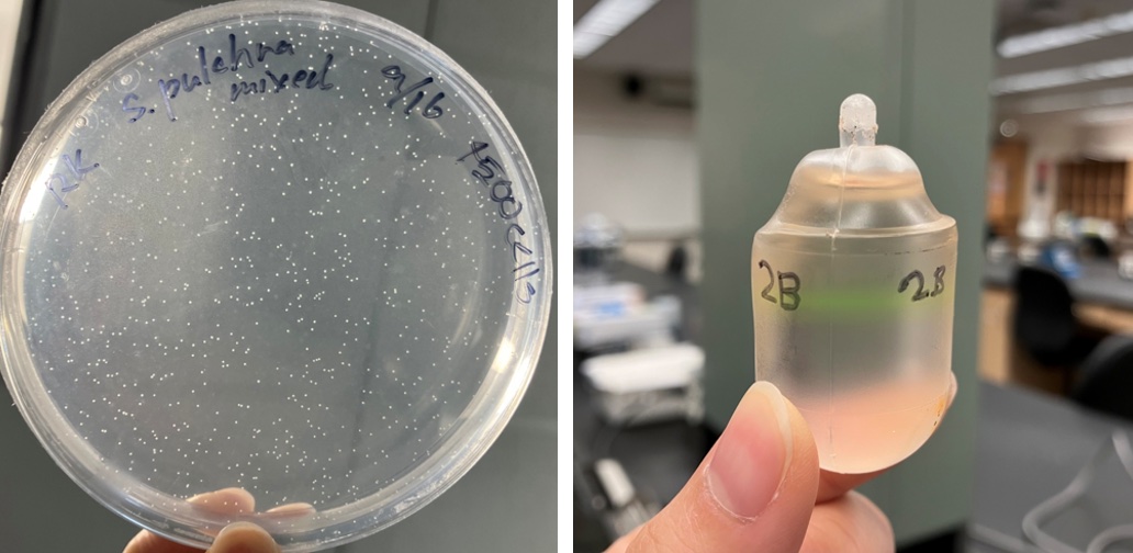 サンマルコス研修レポートが更新されました｜大学院生小森谷さんのレポートはこちらから