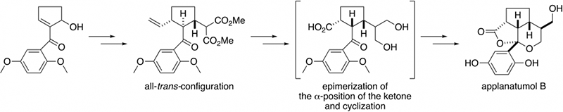 all-trans-configuration, epimerization of the α-position of the ketone and cyclization, applanatumol B