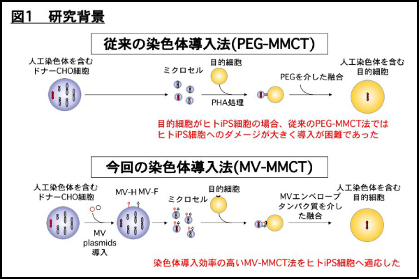 染色体レベルでのヒト Ips 細胞のエンジニアリングに成功 遺伝子細胞治療 疾病モデル細胞の作製 創薬研究等への応用へ期待 プレスリリース 生命科学部 ニュース トピックス 2020年度 東京薬科大学