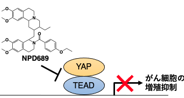 細胞情報科学研究室の修士２年生 関根咲彩さんの論文がBioscience, Biotechnology, and Biochemistry誌に受理されました。