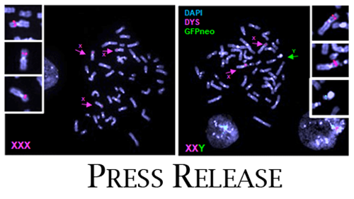 ヒトiPS 細胞間での染色体導入を実現～ヒトiPS 細胞を用いた疾患機序解明や再生医療研究への応用を期待｜プレスリリース