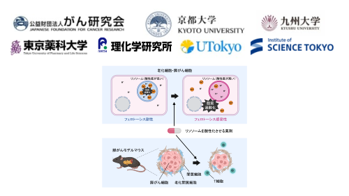老化した細胞が鉄で死なない仕組みを解明〜リソソームの酸性度が細胞死の鍵を握る〜｜プレスリリース