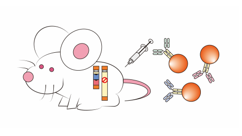 完全ヒト抗体産生マウスを用いた迅速な創薬プラットフォームの構築に成功～最短60日で感染症抗体を作製、今後のパンデミックへの「備え」に期待～｜プレスリリース