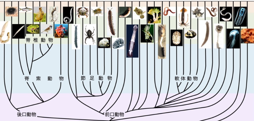山岸明彦先生の名誉教授コラムが更新されました「動物の進化系統樹」