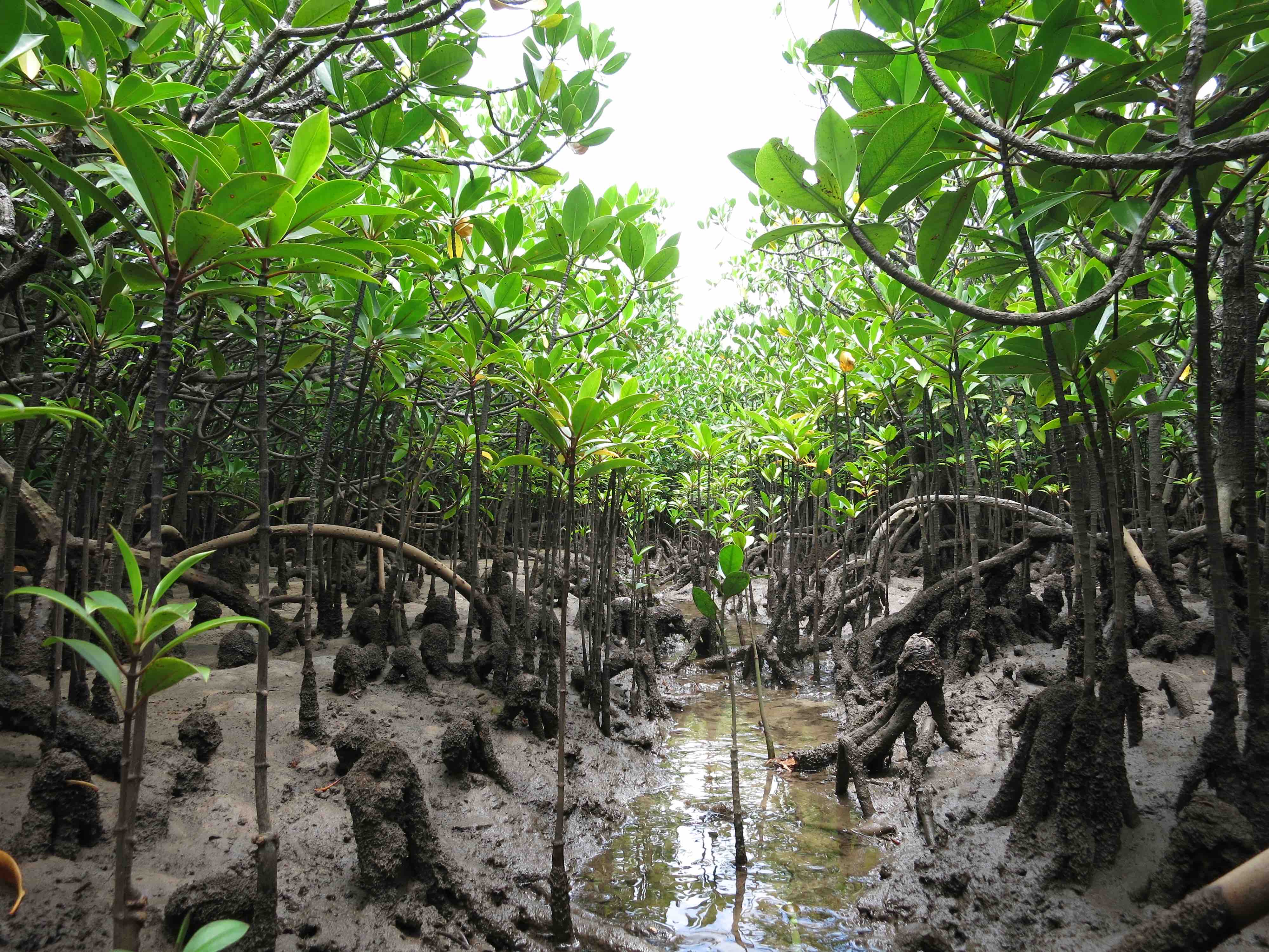 応用生態学研究室の野口先生らの論文がPlant, Cell and Environment誌に掲載されました
