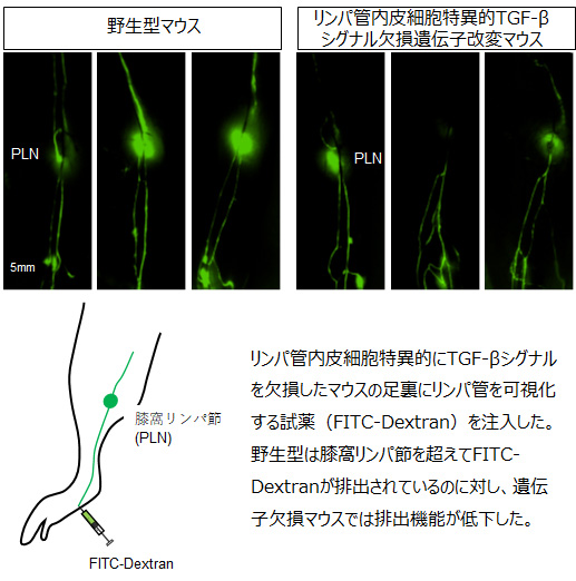 伊東先生FIG.jpg