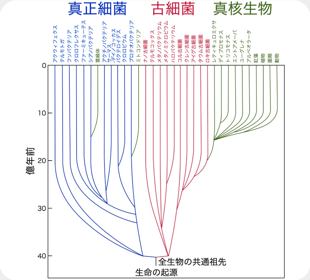 山岸明彦先生の名誉教授コラムが更新されました「全生物の進化系統樹」