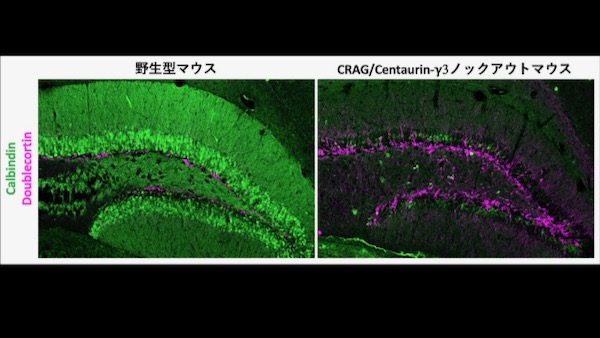 再生医科学研究室の長島先生らの論文が Journal of Biological Chemistry 誌に受理されました