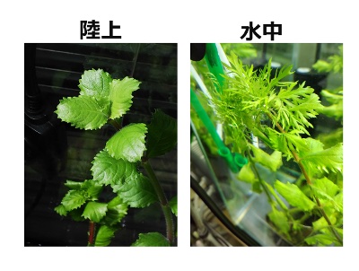 thumbnail_image002.jpg