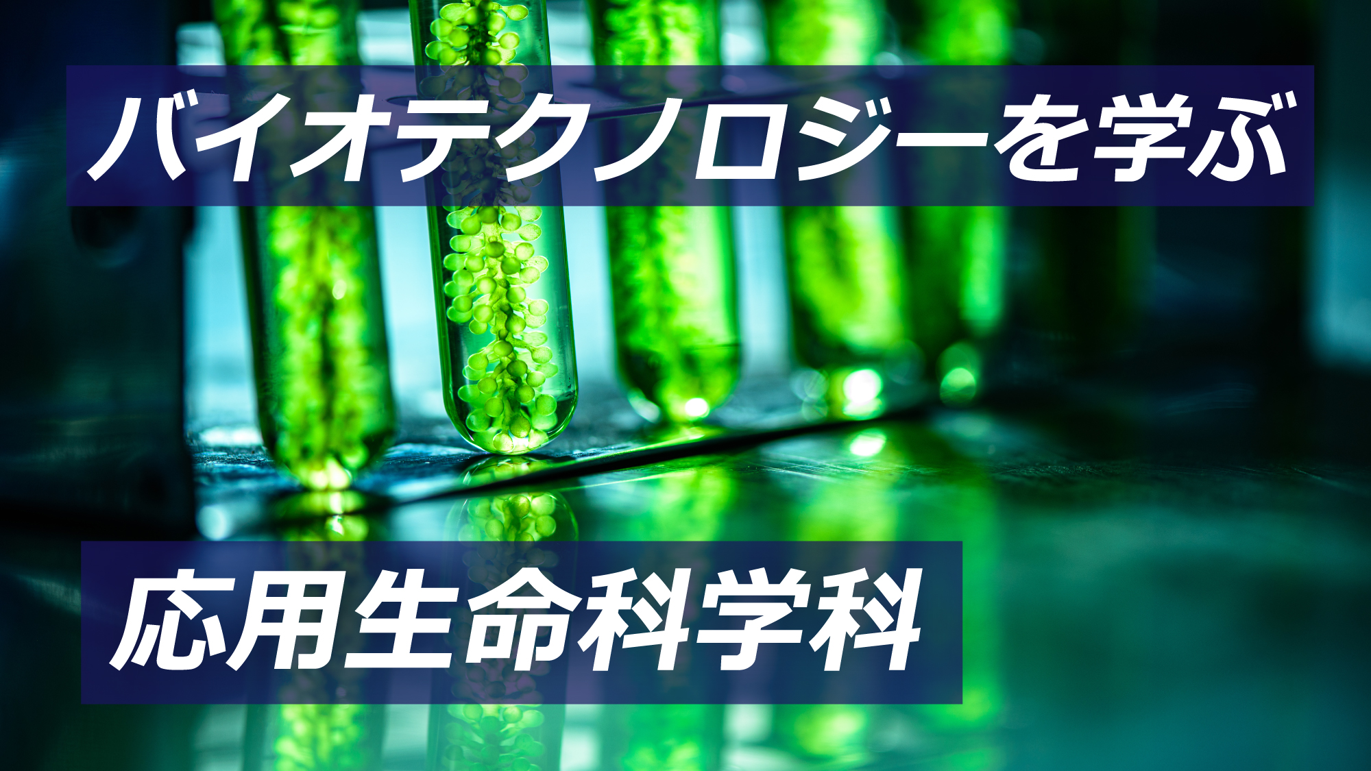 まめ知識 ヒトコブラクダとフタコブラクダが異種交雑したら子供のコブは何個？