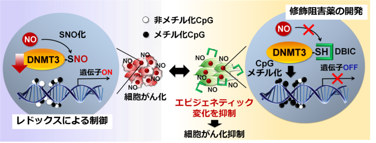 細胞情報科学研究室の伊藤昭博教授らの共著論文がNature Communications誌に掲載されました