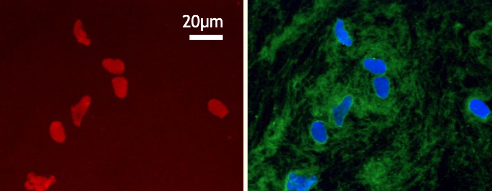 玉腰先生ら(生命科学実習センター)が担当する「生命科学への誘い(教員対象)」が開催されました