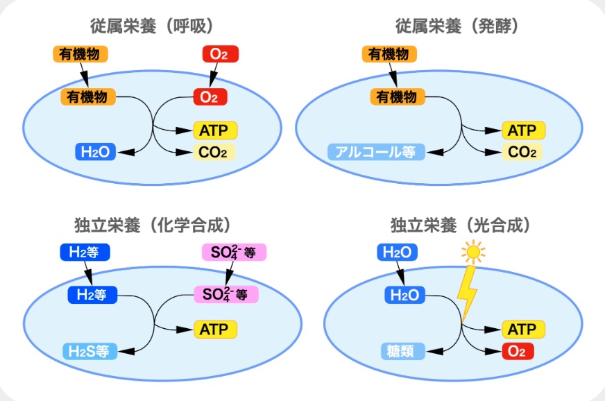 山岸明彦先生の名誉教授コラムが更新されました「生きているとは：生きる仕組み（物理化学的に）」