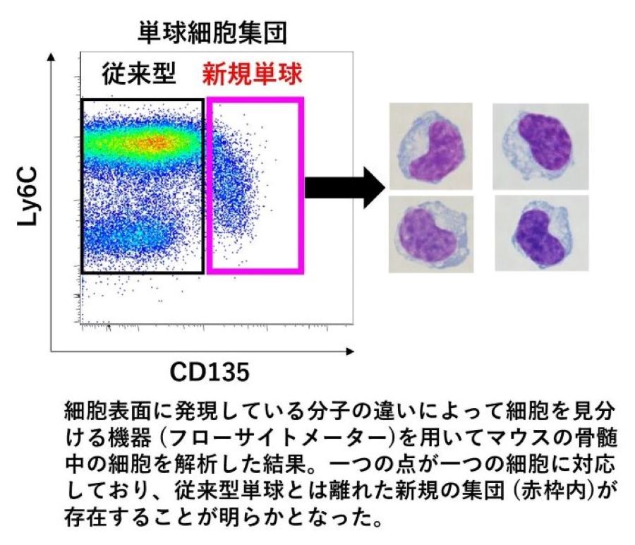 Figure_1B_900.jpg