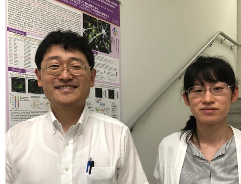 分子神経科学研究室の田中満梨奈さん（修士1年）の研究内容がBBRCに受理されました