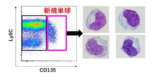 幹細胞制御学研究室の神尾尚馨研究員と横田明日美助教らの「新規単球の発見」に関する論文がJournal of Immunology誌に掲載されました