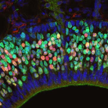 環境生物学研究室の「マウス嗅神経細胞の分化に関与するストレス応答因子の標的遺伝子の同定」に関する論文がCell and Tissue Research誌に掲載されました。
