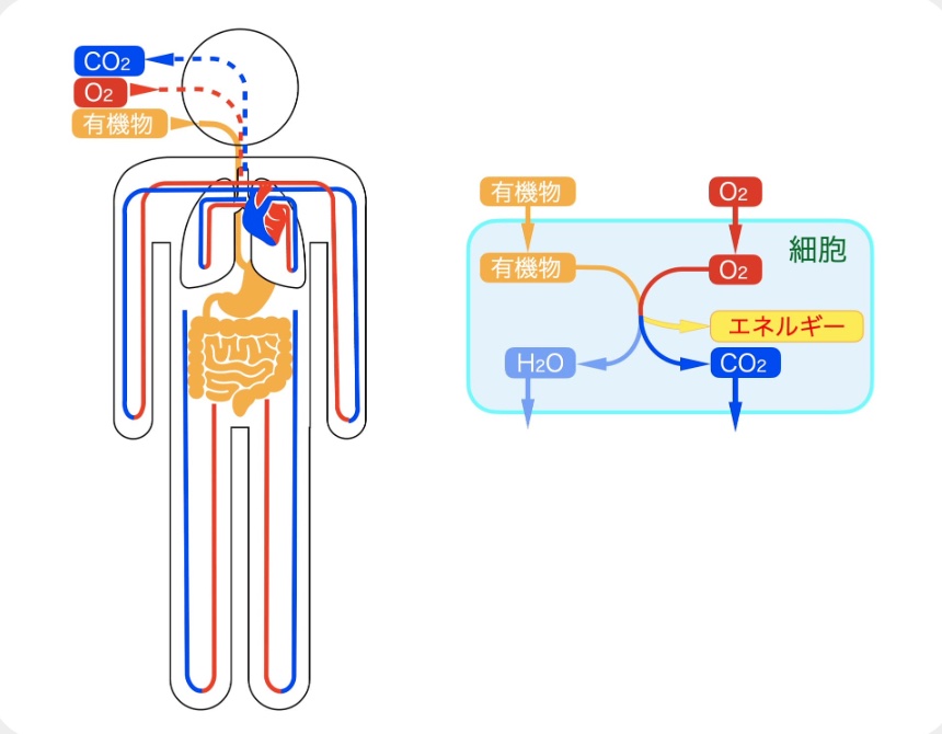 山岸明彦先生の名誉教授コラムが更新されました「生きているとは（生物学的に）」