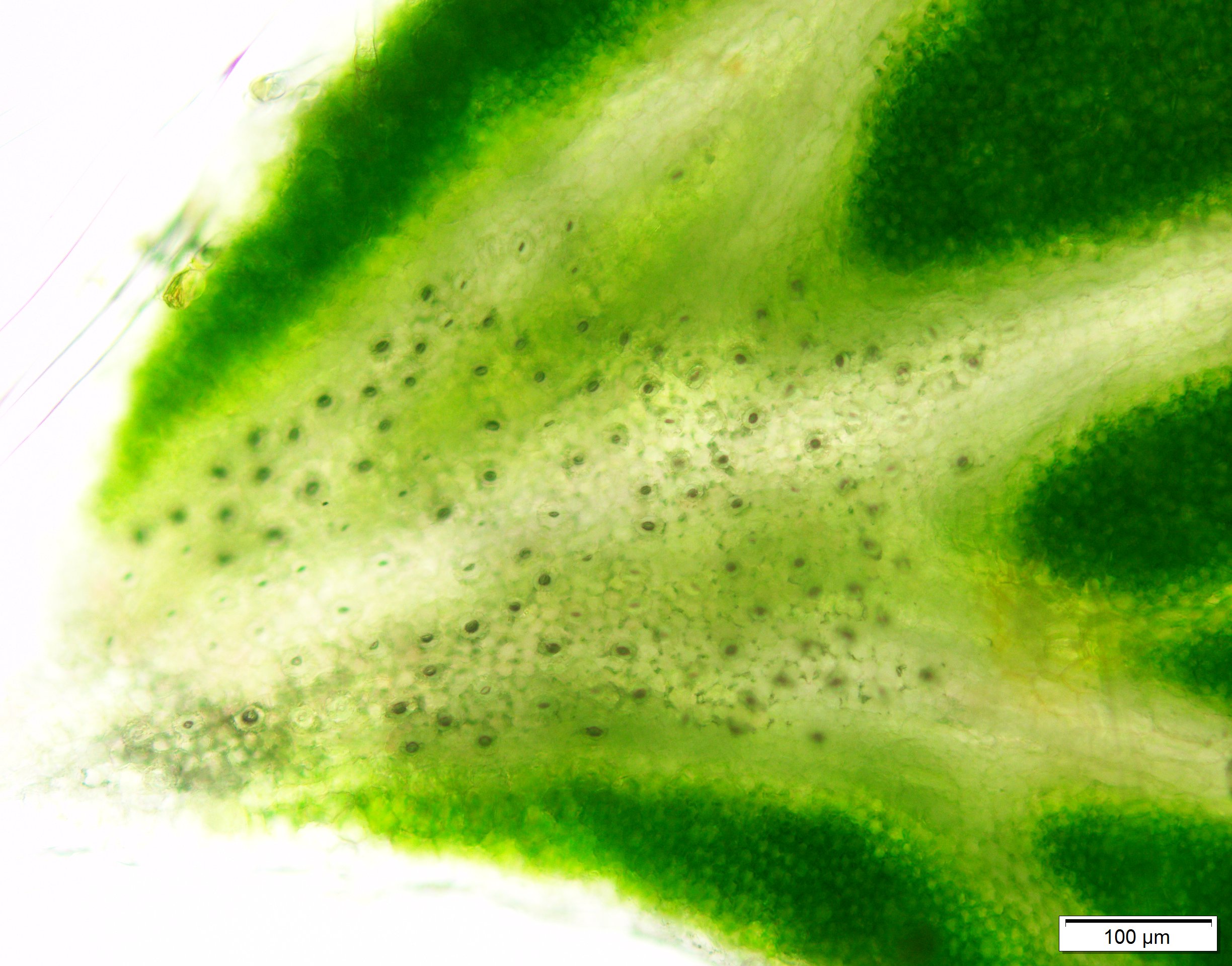 応用生態学研究室の溝上助教が植物の溢液現象についてポスターの監修と解説記事を執筆しました。