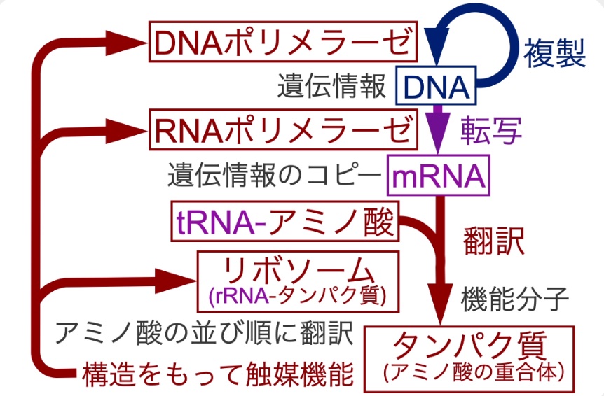 山岸明彦先生の名誉教授コラムが更新されました「生命の起源：なにが必要か」