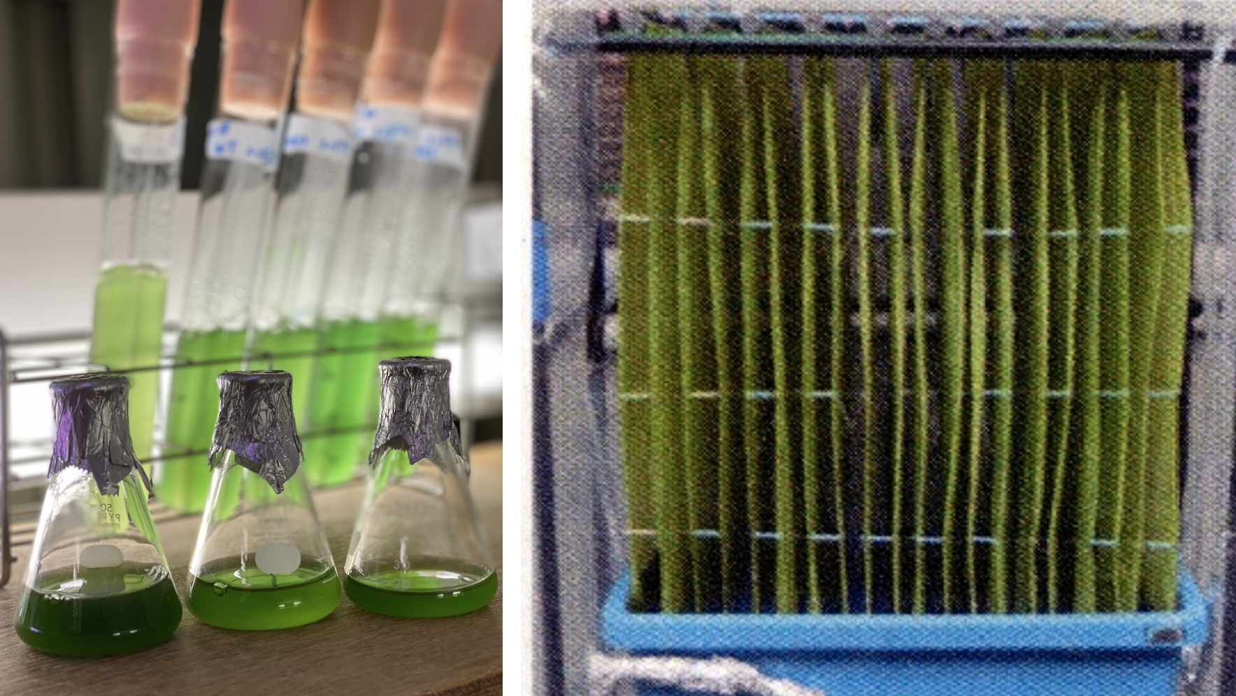 環境応用植物学研究室の「クロレラの固相表面培養環境への応答」に関する論文がFrontiers in Plant Science誌に掲載されました