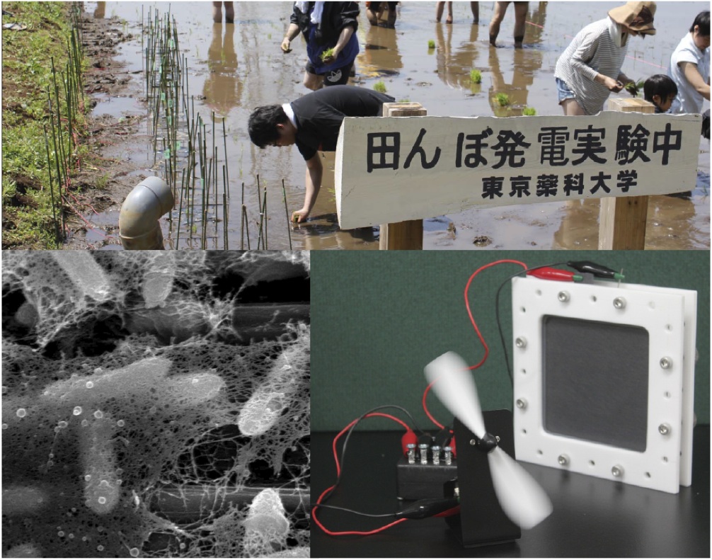 オープンキャンパス(9/28)で生命エネルギー工学研究室、環境生物学研究室の研究紹介が行われます