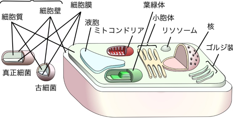 山岸明彦先生の名誉教授コラムが更新されました「真核生物の誕生」