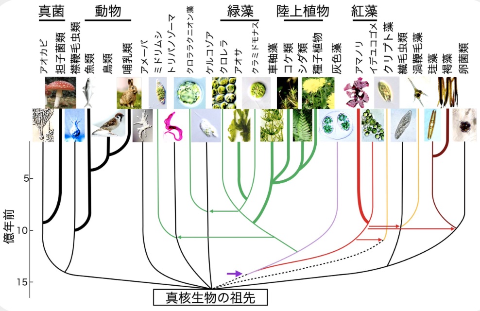 山岸明彦先生の名誉教授コラムが更新されました「真核生物の進化系統樹」