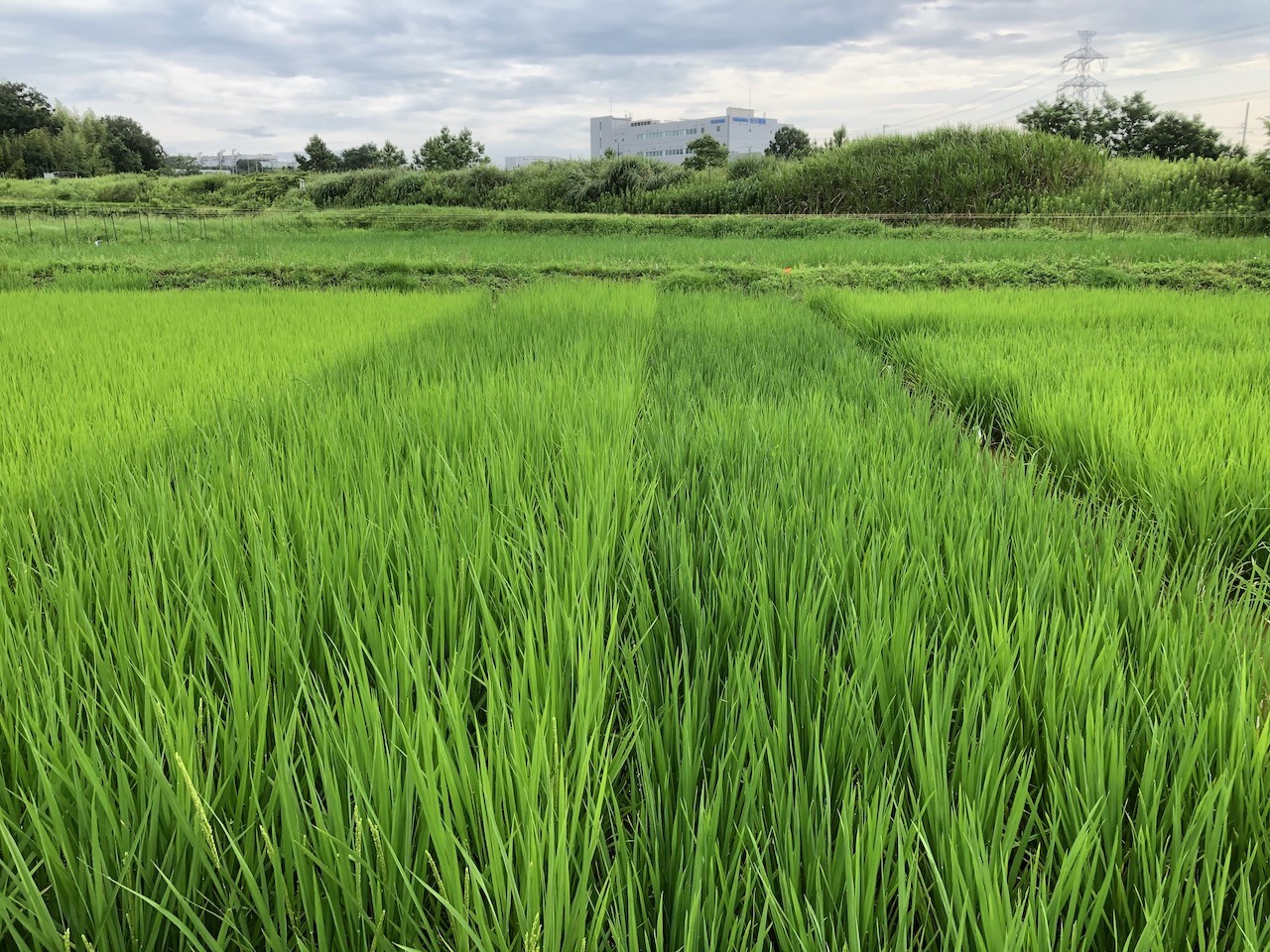 応用生態学研究室の「大気CO2濃度の上昇が作物の光合成に与える影響」についてまとめた論文がCrop and Environment誌に掲載されました。