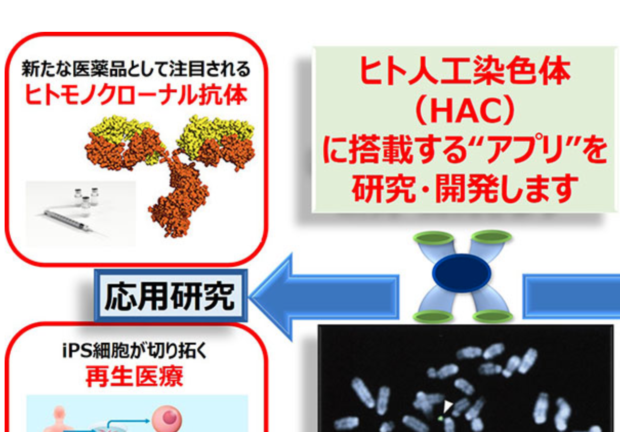 ヒト染色体領域のクローニングを飛躍的に改善する技術を開発～