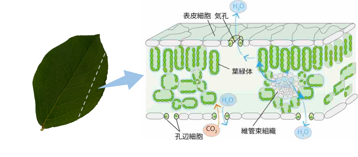 応用生態学研究室の溝上先生らの総説がAnnals of Botany誌に掲載されました