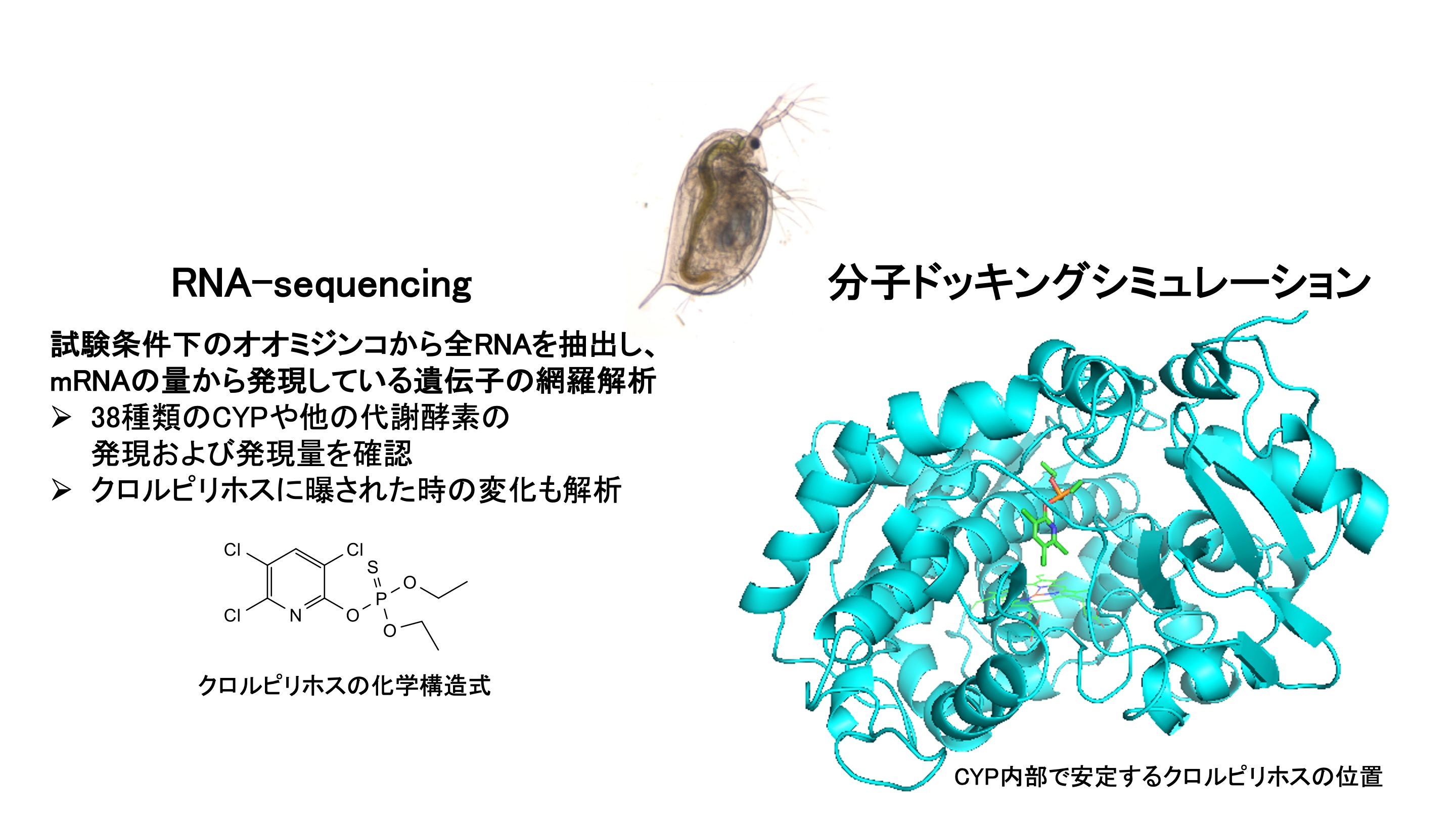 本学大学院社会人博士課程における研究「オオミジンコにおけるシトクロム P450の解析」に関する論文がEnvironmental Toxicology誌に掲載されました