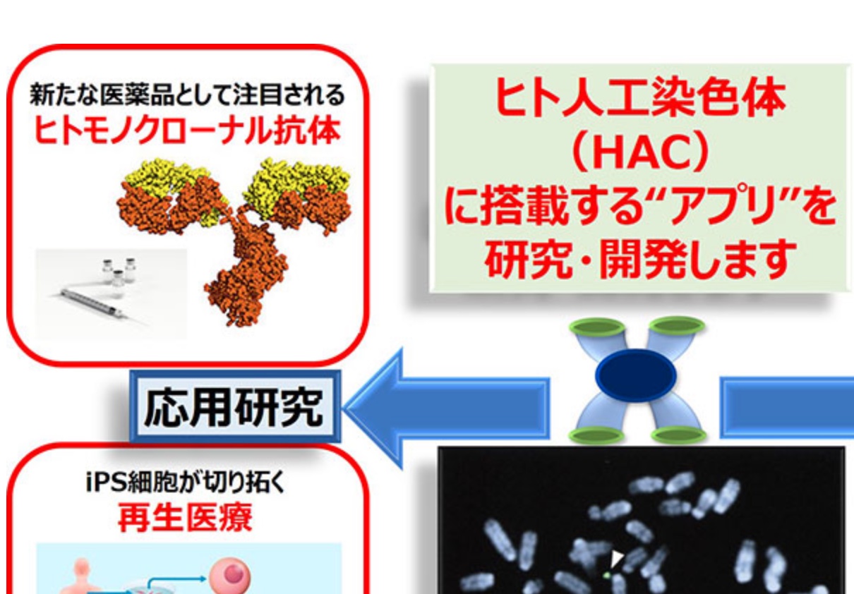 AMEDスマートバイオ創薬等研究支援事業に宇野先生・冨塚先生のグループが採択されました