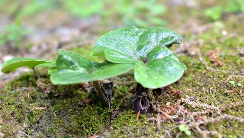 東薬の先端研究「キャンパスに生育する絶滅危惧種から新たな薬用植物栽培を探る｜野口 航 教授」を公開しました